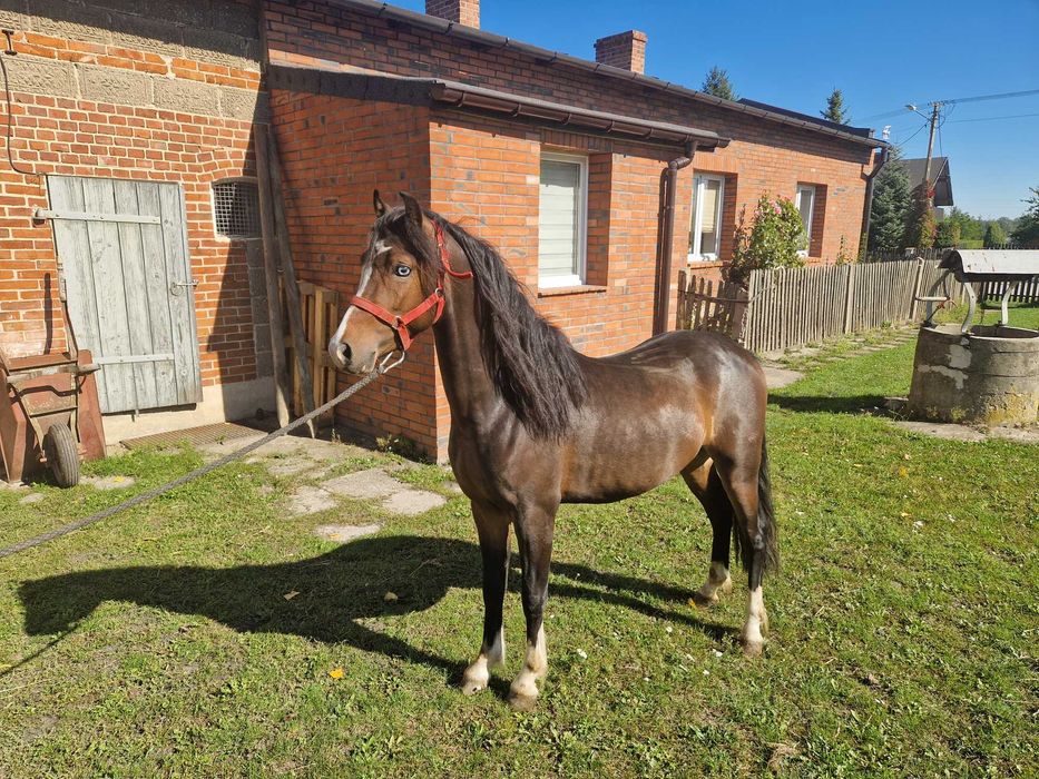 Ogier walijski PL SZEJK