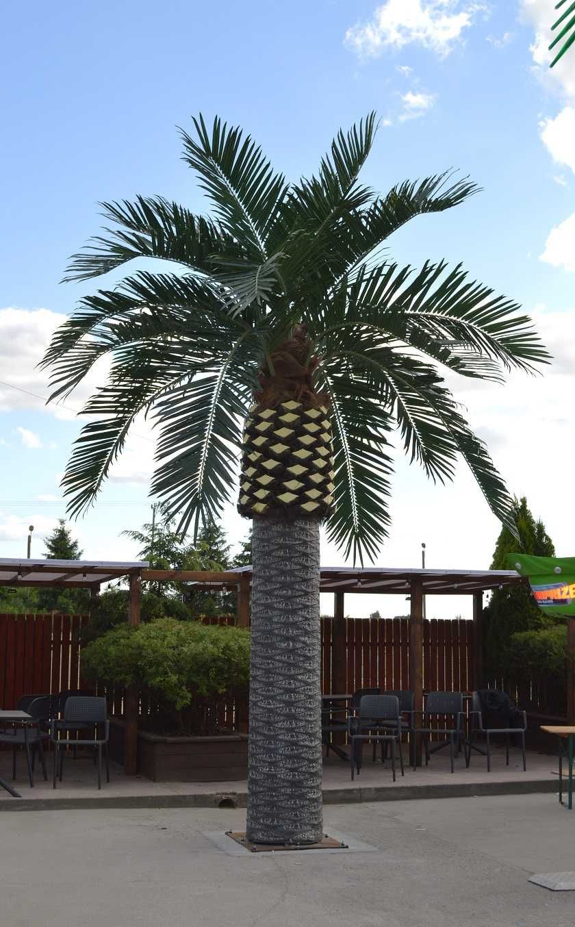 Date Palm 6,5m piękna duża palma naturalny wygląd