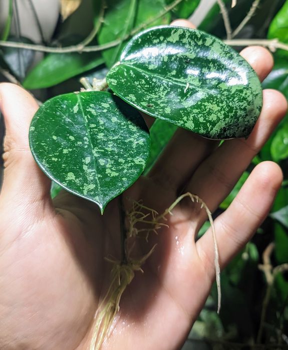 Hoya Acuta epc 997 - sadzonka ukorzeniona