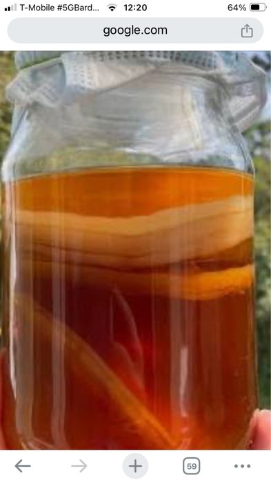 Grzybek  kombucha