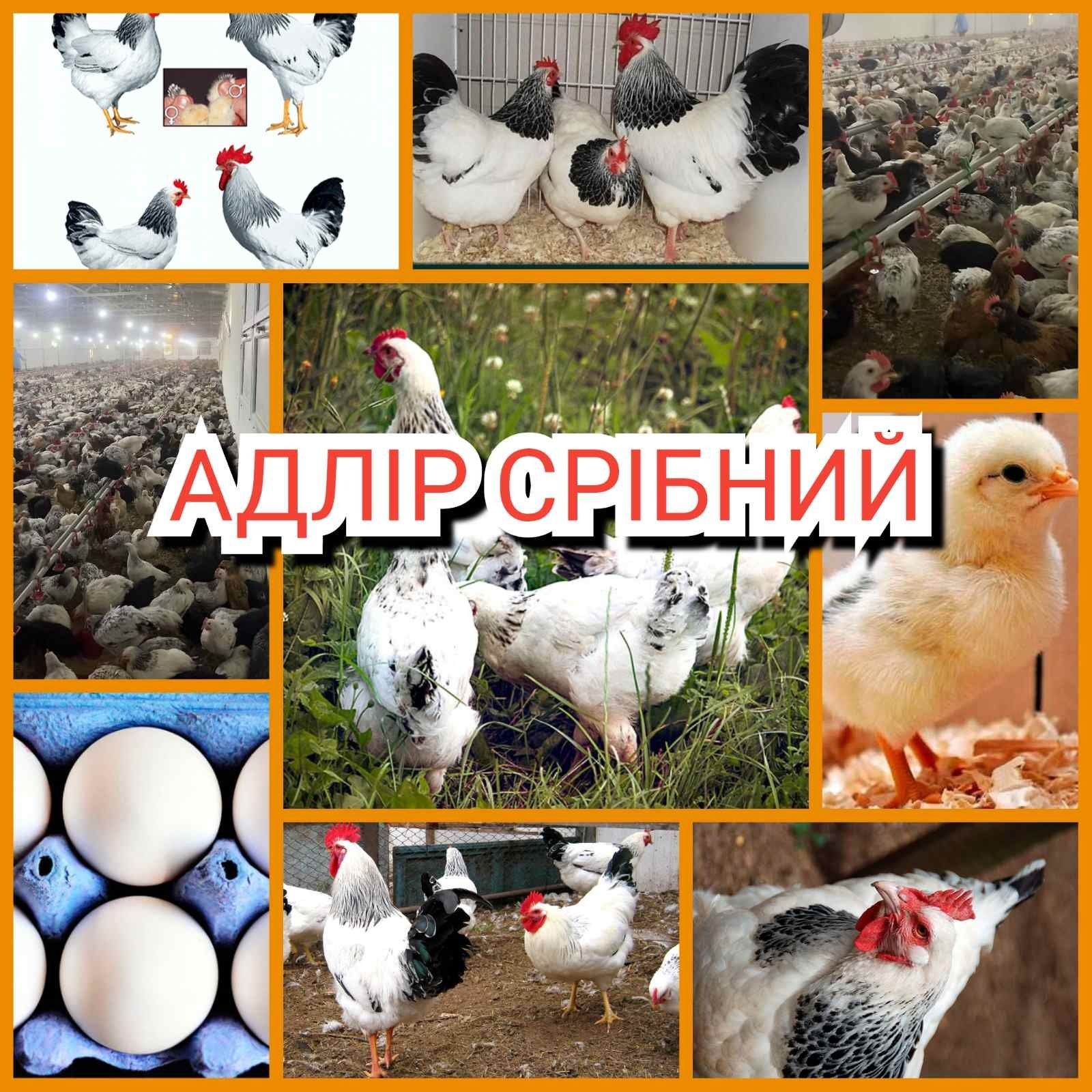 Инкубационные яйца оптом мясо-яичные адлер, отправка по Украине