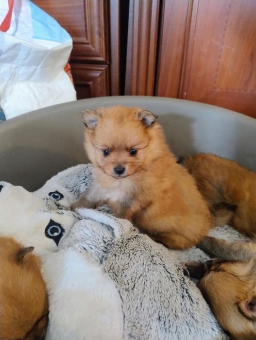 Szpic miniaturowy Pomeranian