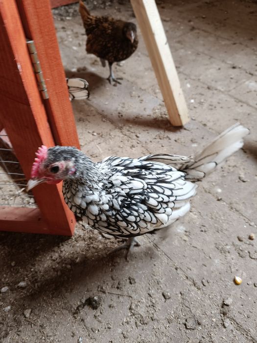 Sebrytki młode kogutki zamienię