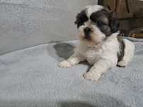 Shih-tzu suczka śliczna