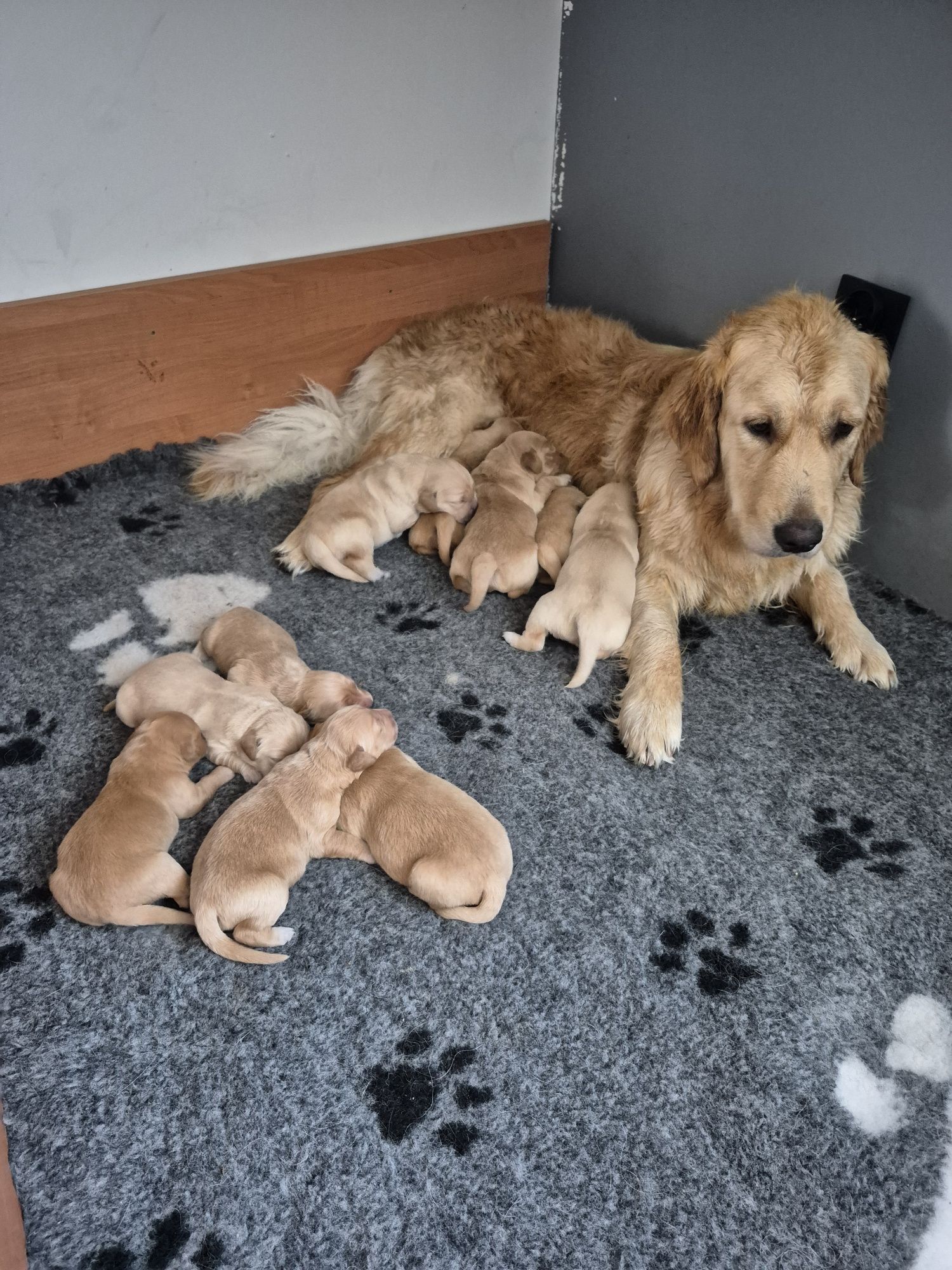 Golden Retriever - złota suczka , do odbioru po 20 sierpniat