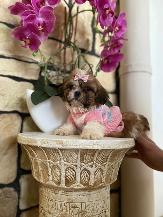 Urocza sunia shih tzu miniaturowa