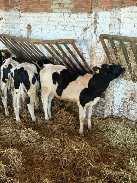 Byki ncb nowa dosatwa