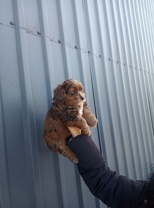 Йорко-пу марле зі Львова до свят