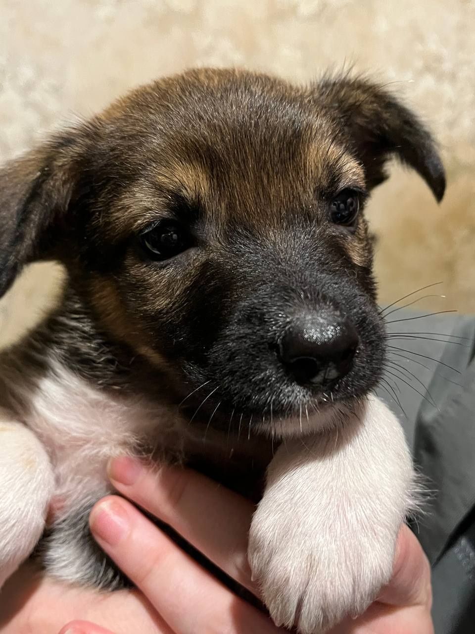 Ввідам цуцика в добрі руки