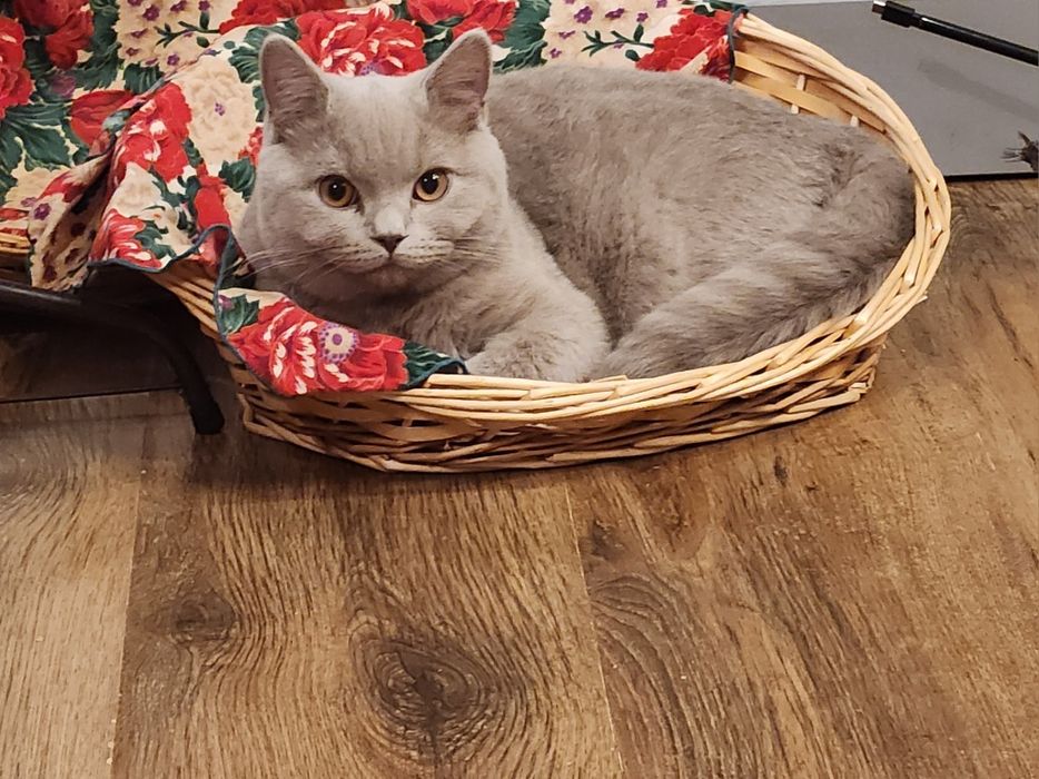 Kotek Brytyjski WCF kolor Bri A ( niebieski)