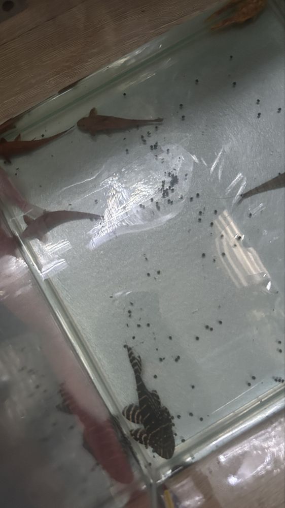 Loricaria red 11cm glonojady