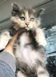 Maine Coon cudna kotka ARIANA