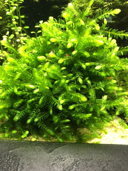 Mech GIANT Willow moss Fontinalis antiperytica var. gigantea