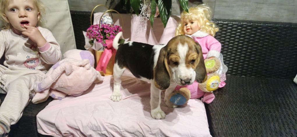 Śliczny piesek rasy Beagle