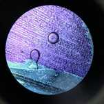 Korepetycje biologia matura