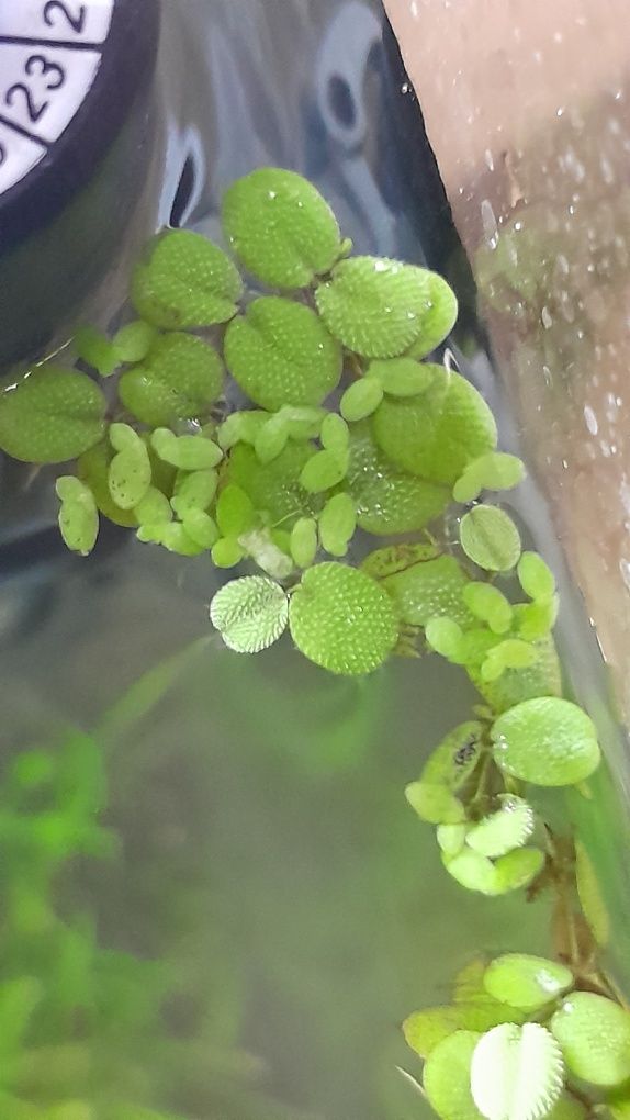 Salvina auricula