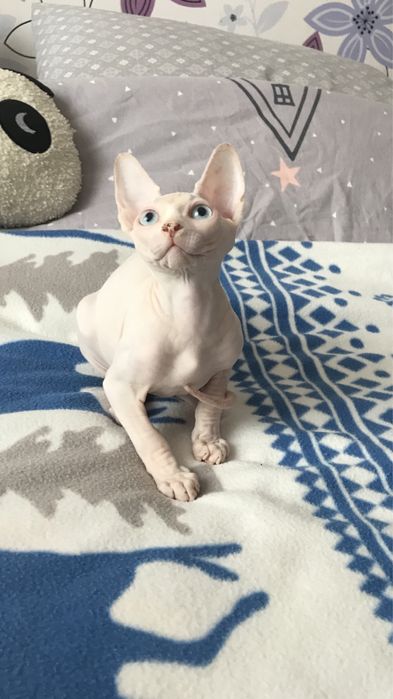 Малюки шукають люблячу родину