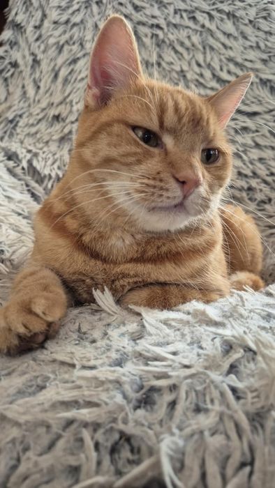 Rudy Rysio - o cudownym charakterze szuka domu