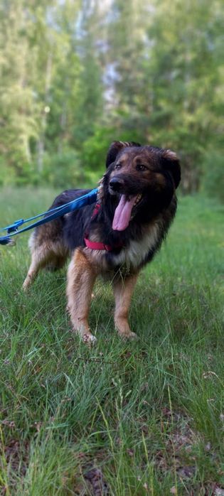 4 letni, 25 kg, w typie owczarka niemieckiego, adopcja za darmo oddam