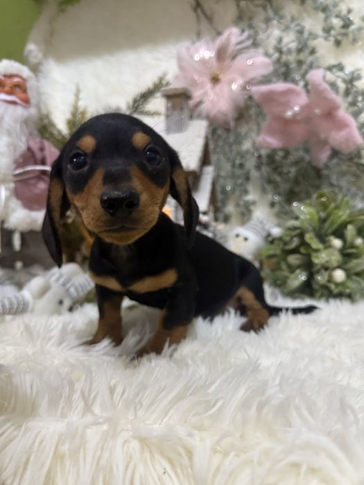 Teckel macho com lop