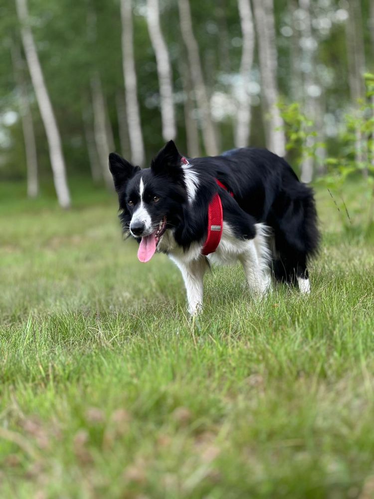 Szczeniaki Border Collie ZKWP FCI Klasyczne Ubarwienie