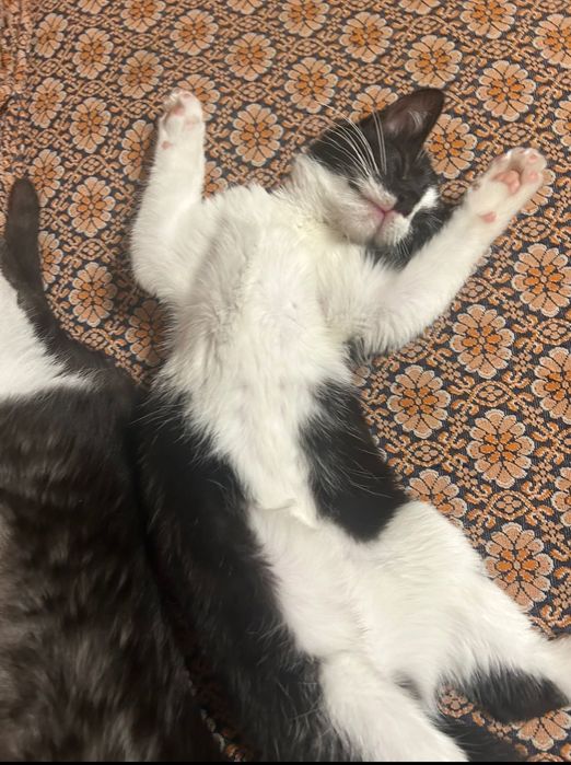 Oddam kotki w dobre ręce