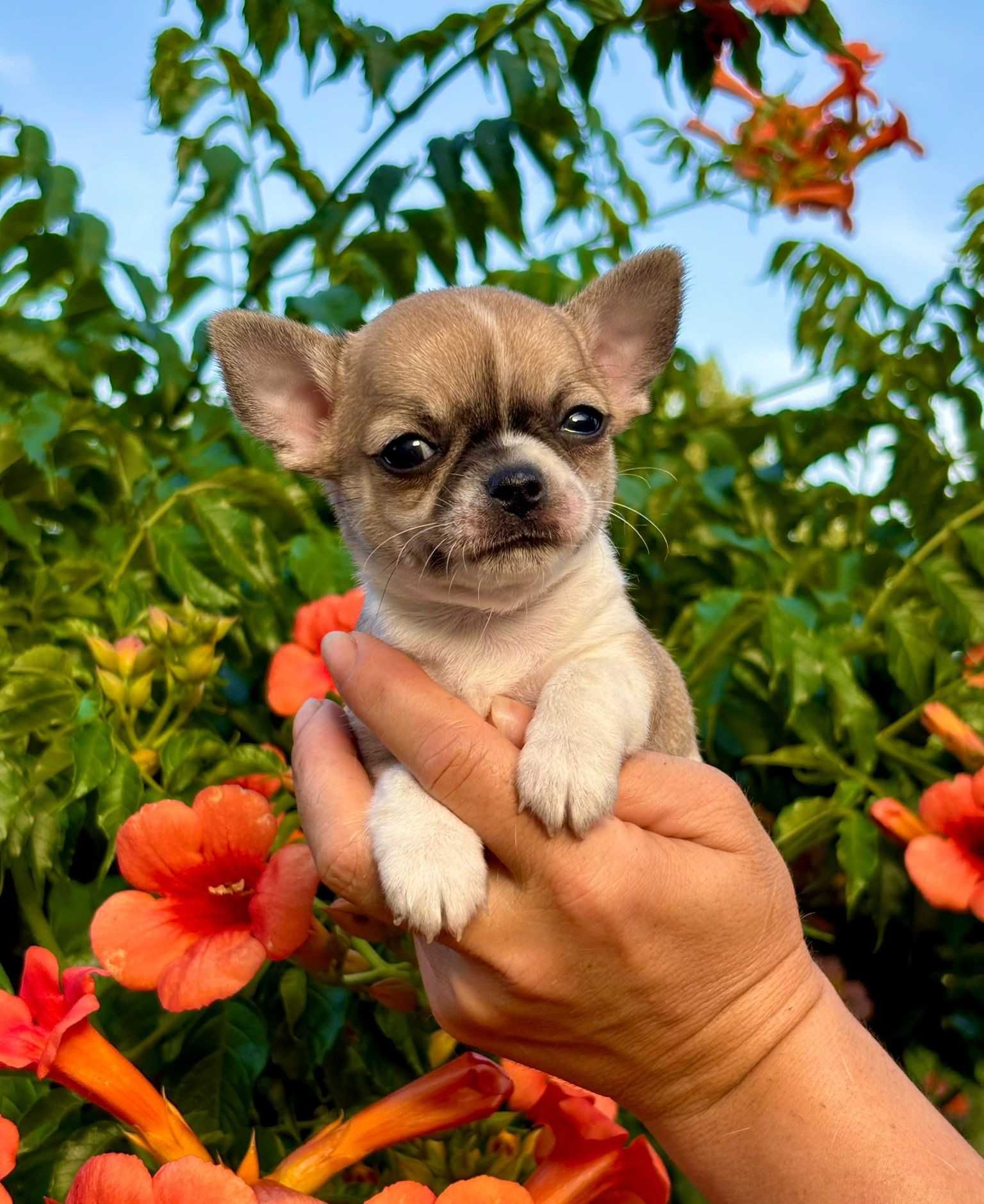 Chihuahua miniatura