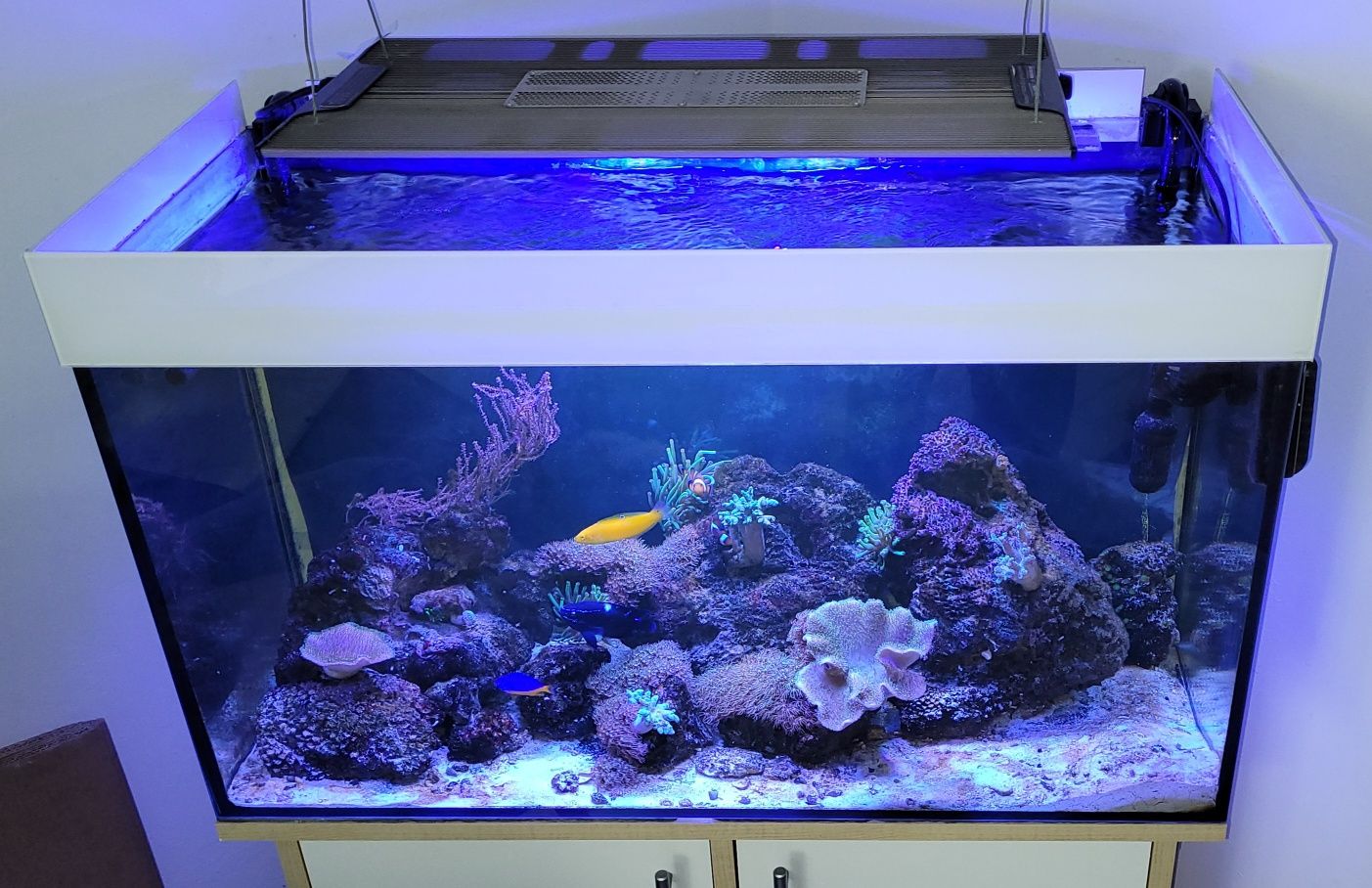 Akwarium morskie 126l kompletne z życiem