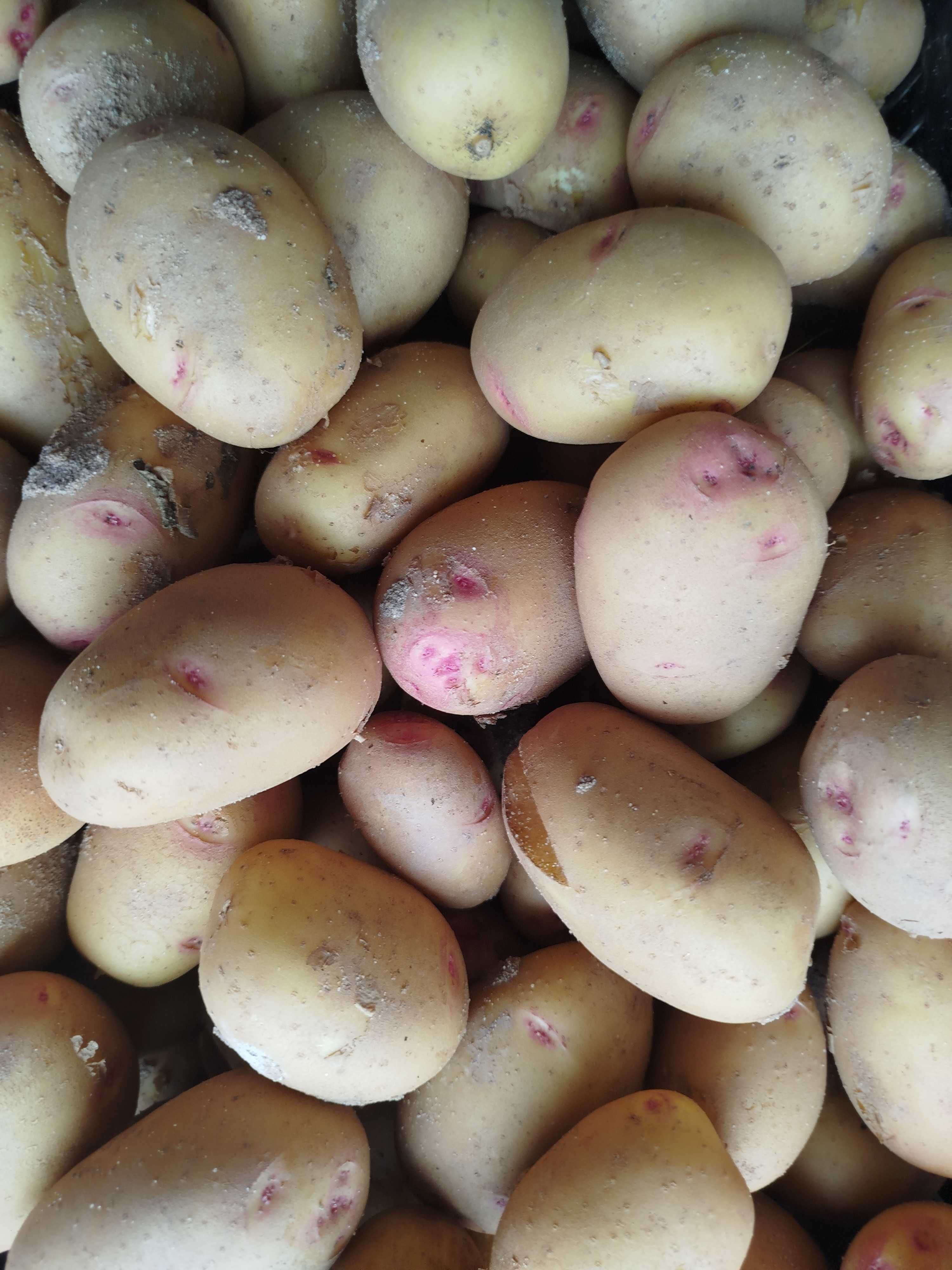 Batata Olho de Perdiz Portuguesa diretamente do produtor