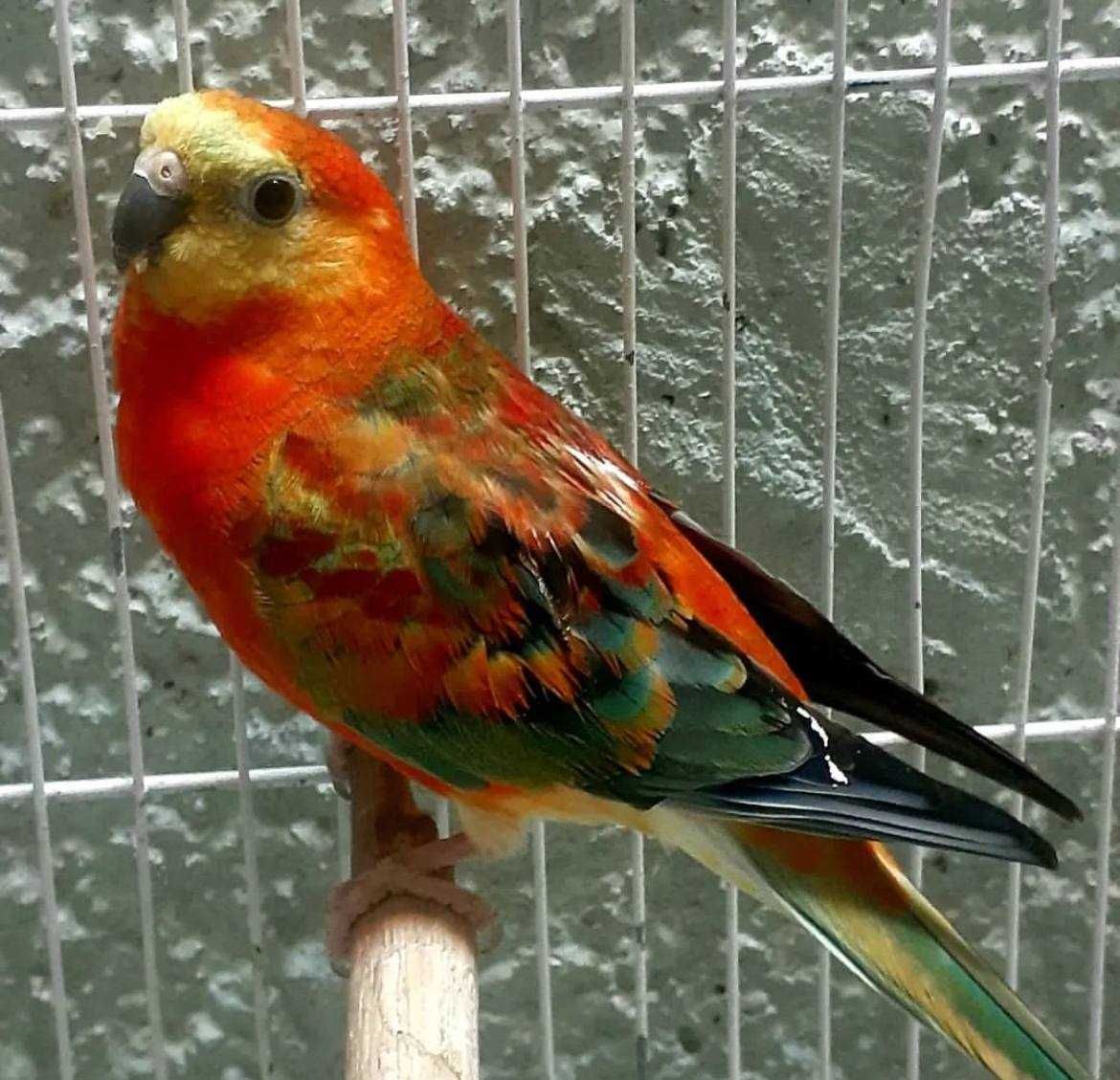 Папуги співочі з барвистим оперенням