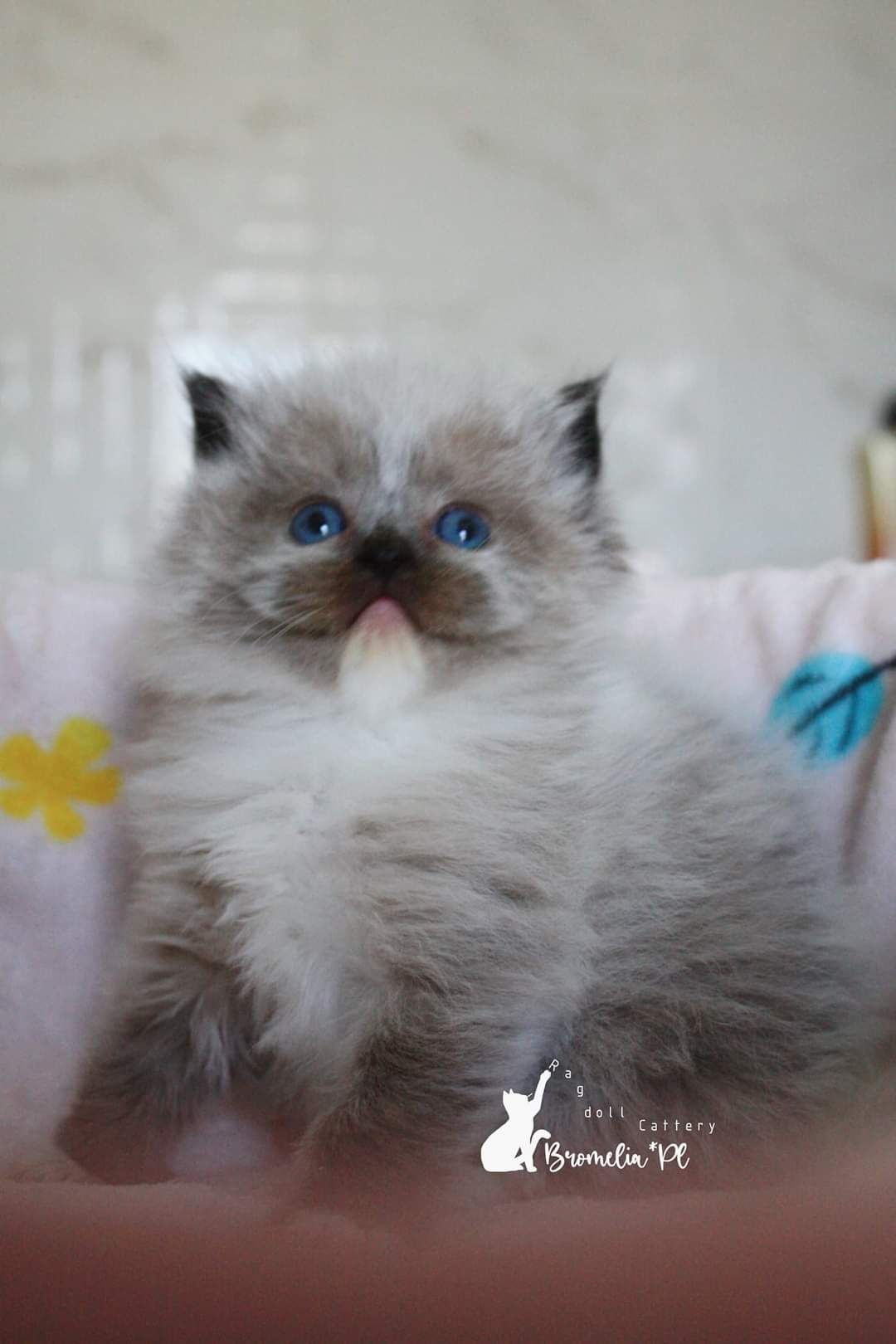 Kotka ragdoll seal mitted