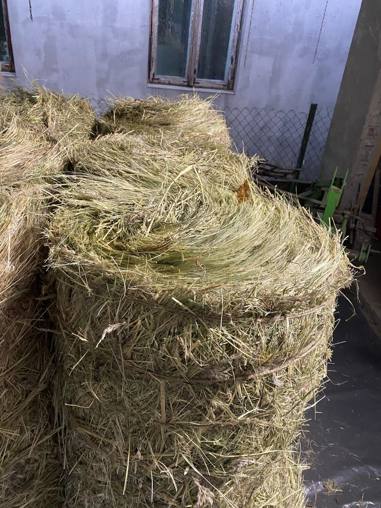Продам тюки сіна