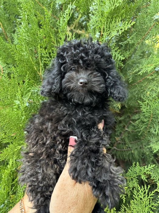 Продаются щенки Той Пудель