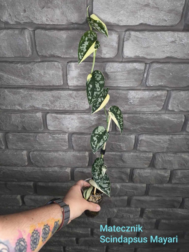 Scindapsus Mayari #1