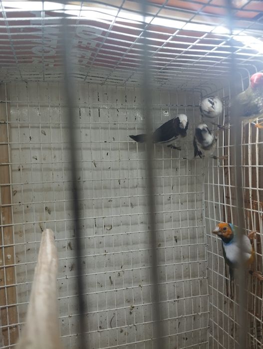 Diamante GOULD machos