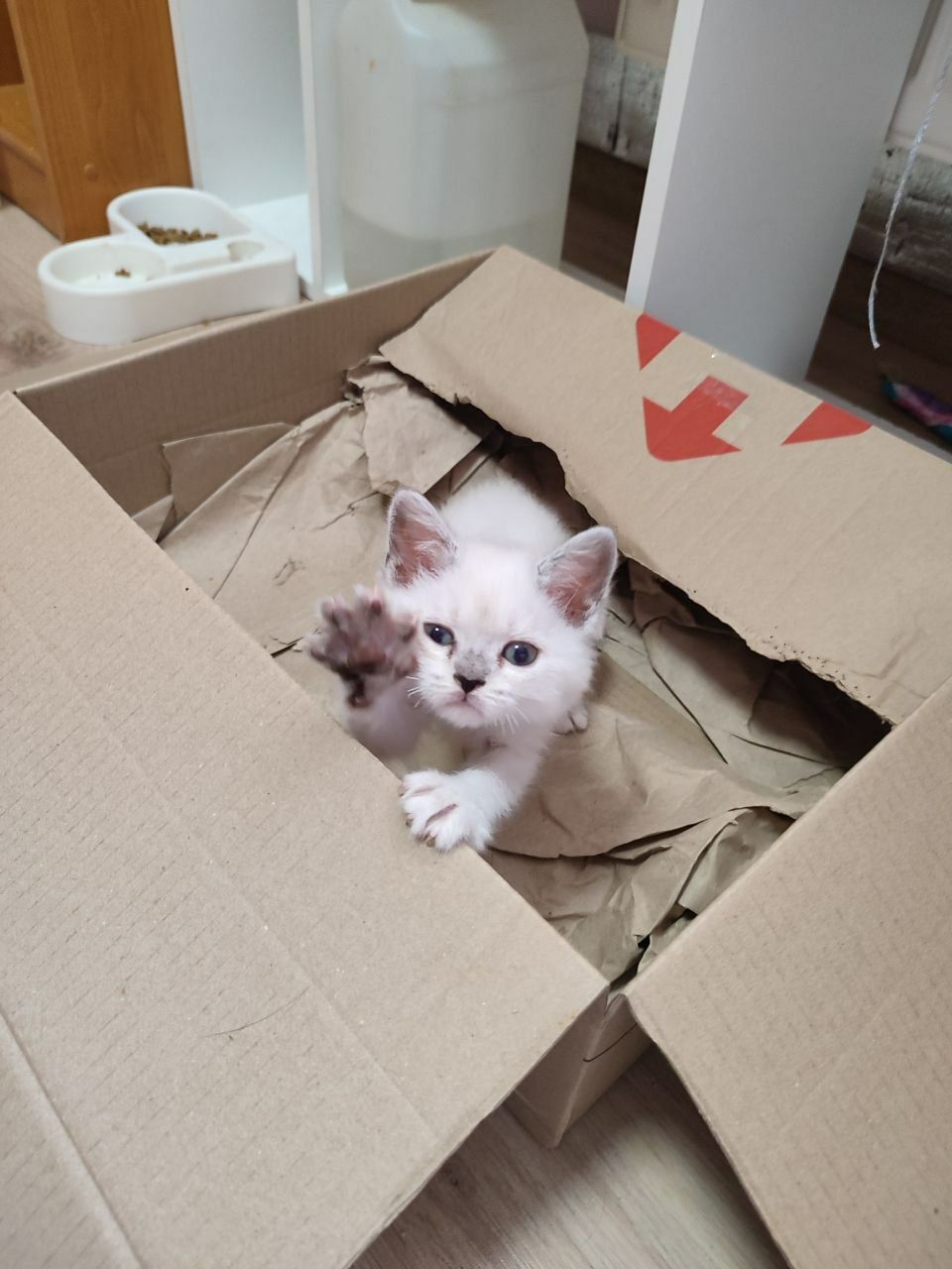 Скоттиш страйт мальчик и девочка