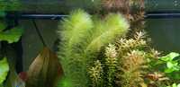 Zestawy roślin do akwariów małych i dużych
