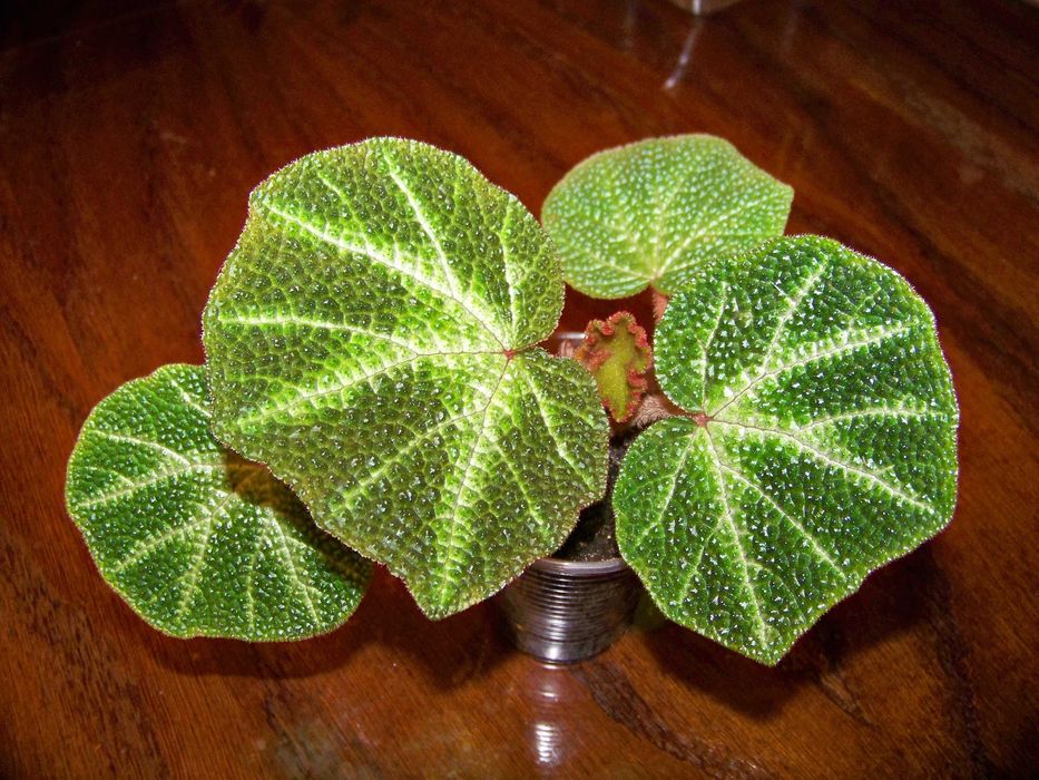 Бегонія Solimutata