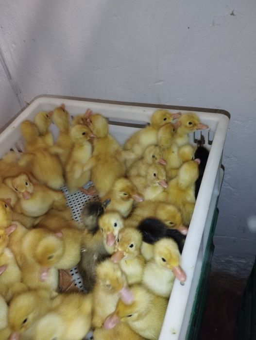 Продам качку породи Блакитний Фаворит