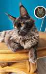 Maine Coon, rodowód FPL, kotka czarna dymna, opcja