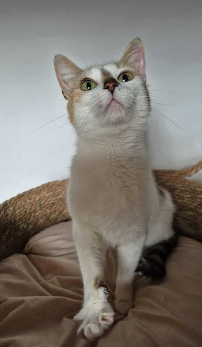 Mirinda - trikolorka do adopcji