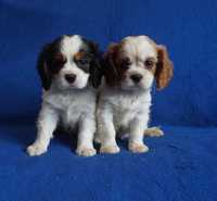 cavalier king charles spaniel szczeniaki