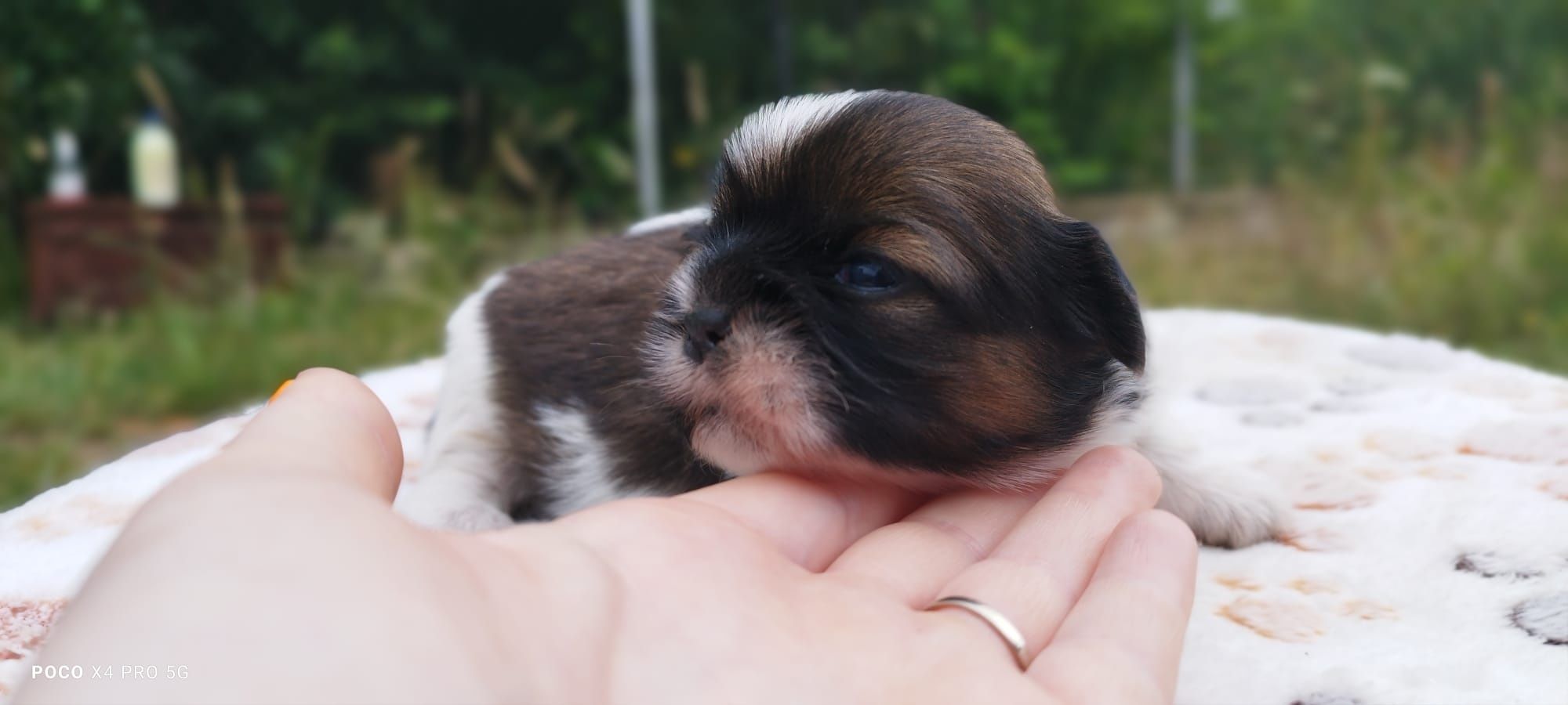 Piesek Shih Tzu.