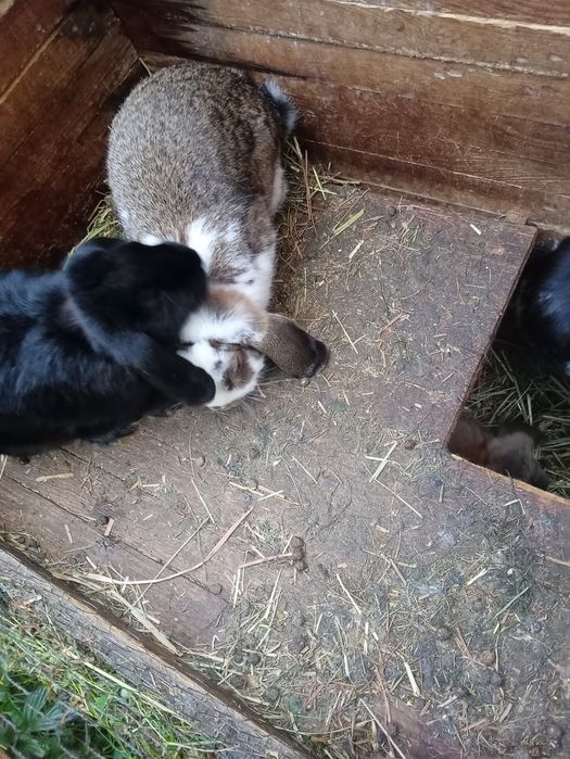 Królik baran francuski