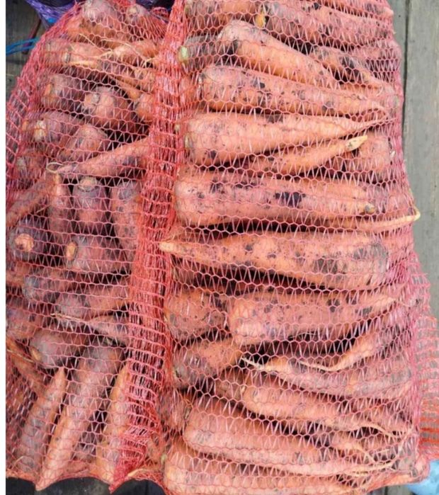 Велика домашня морква