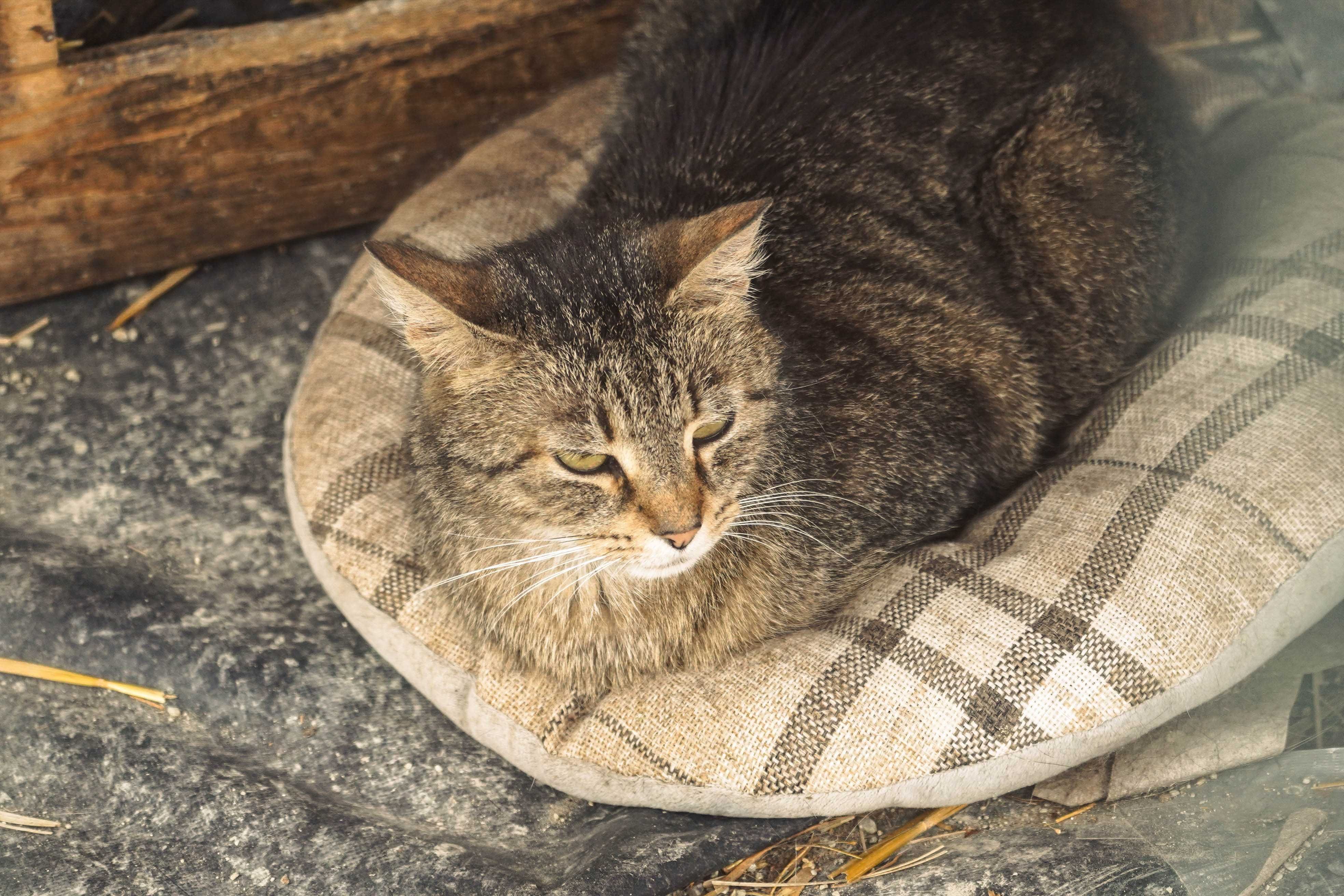 Lusia - piękna bura kotka do adopcji