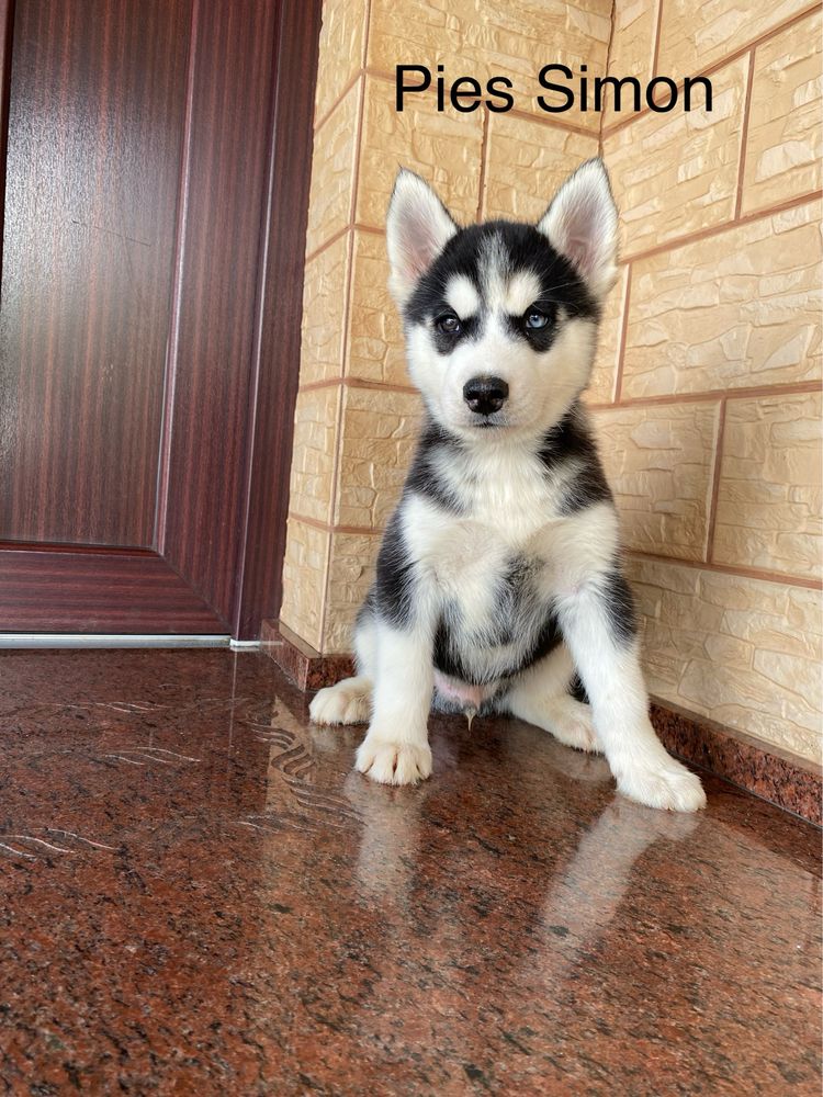Husky Syberyjski