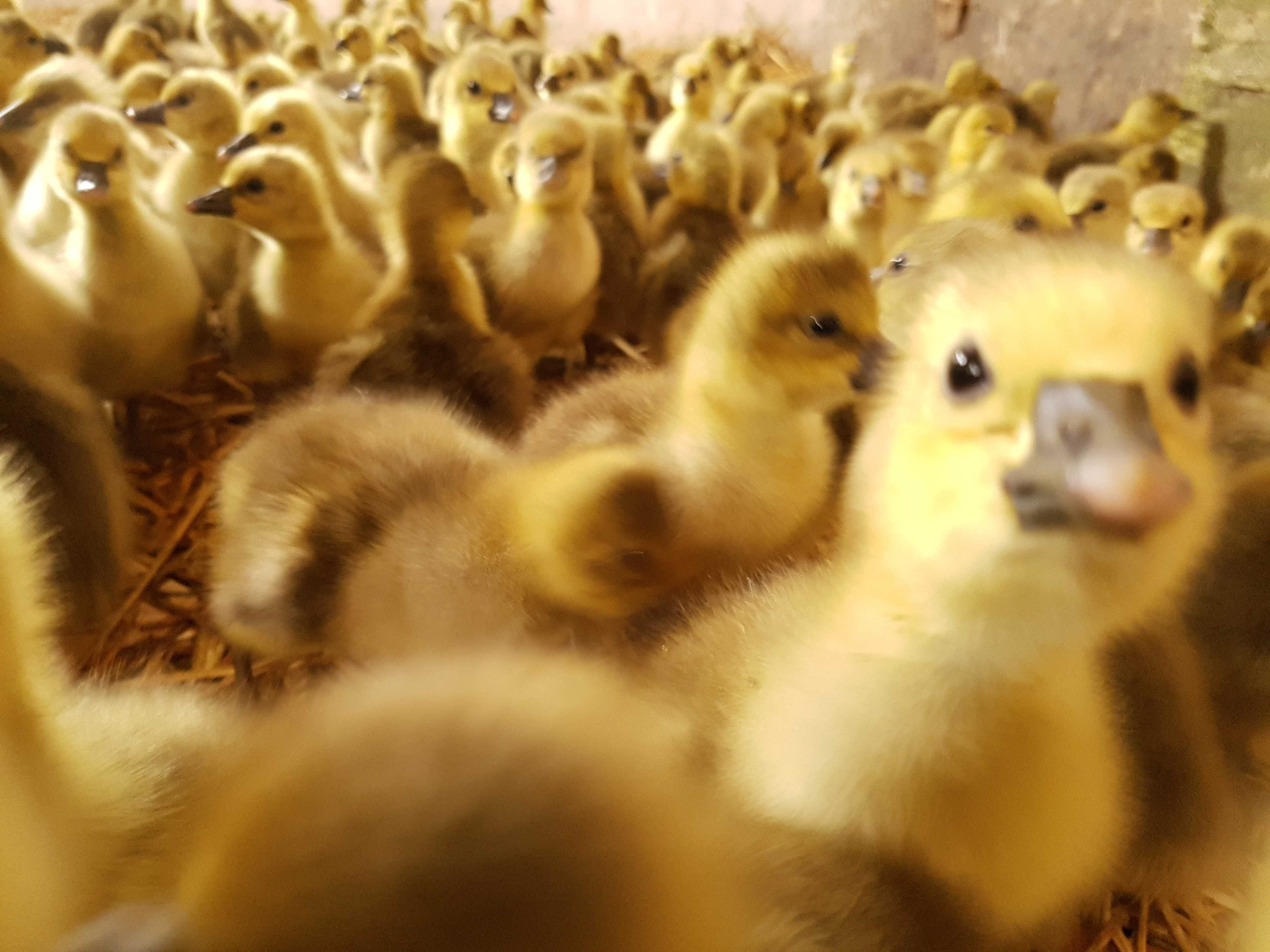 Gęsi pisklęta do odchowu dalszego kołudzka, landes dowóz Gratis