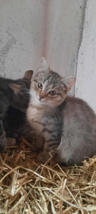 Oddam koty w dobre ręce