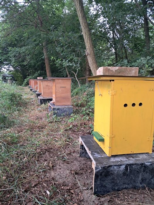 Sprzedam,rodziny pszczele, pszczoły, odkłady, ule.